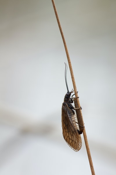 White on the surface of the black and brown insects
